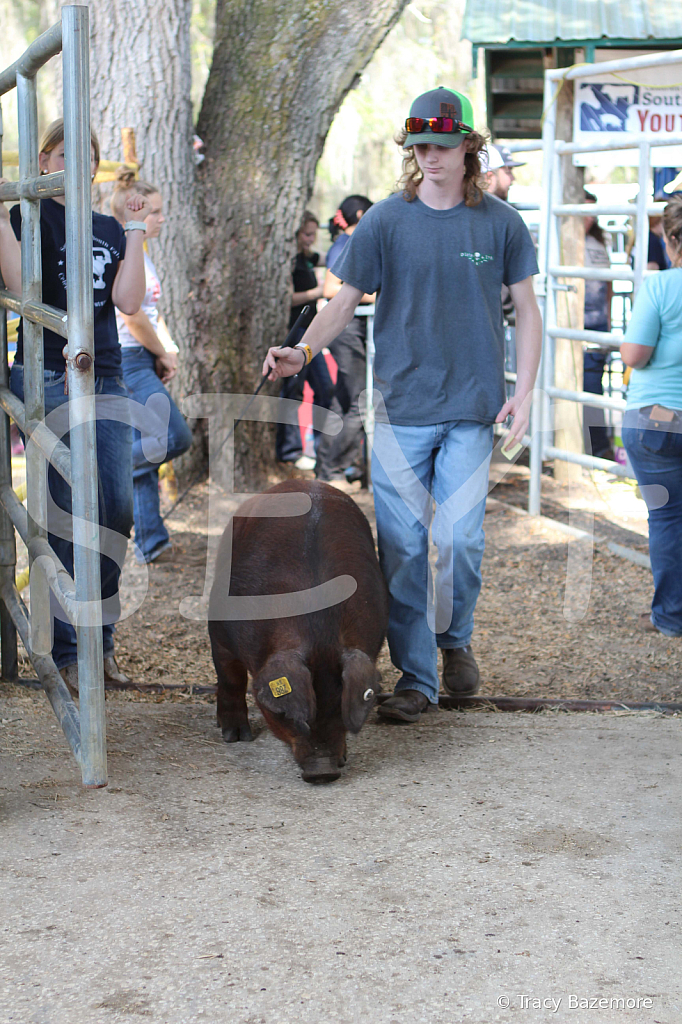 swine9087
