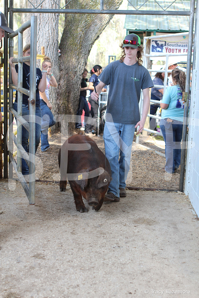 swine9088