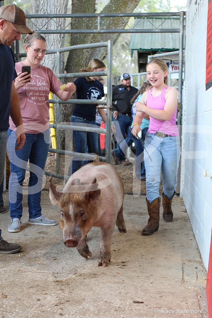 swine9091