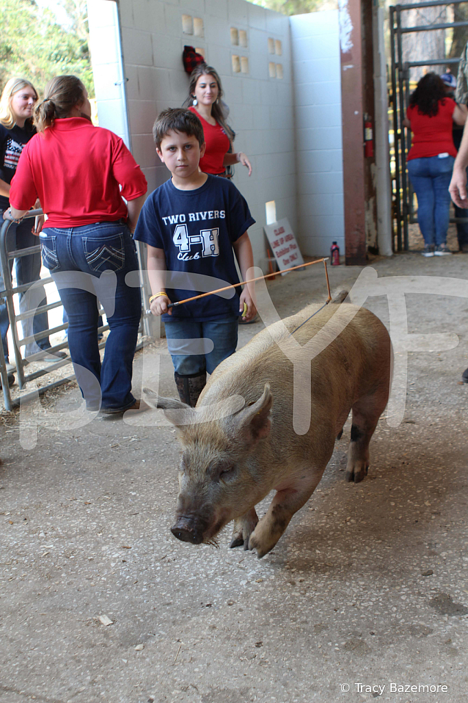 swine9093