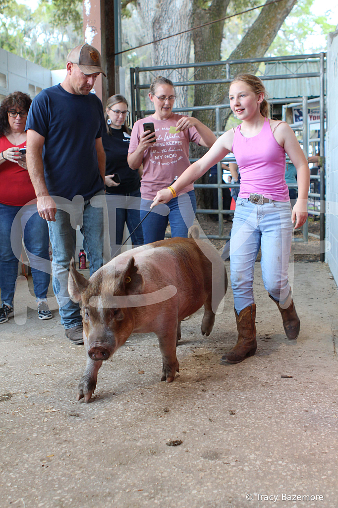 swine9092
