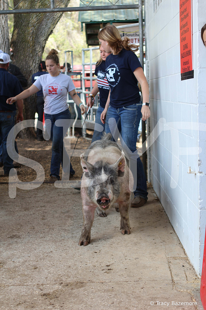 swine9095