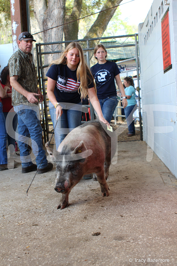 swine9096