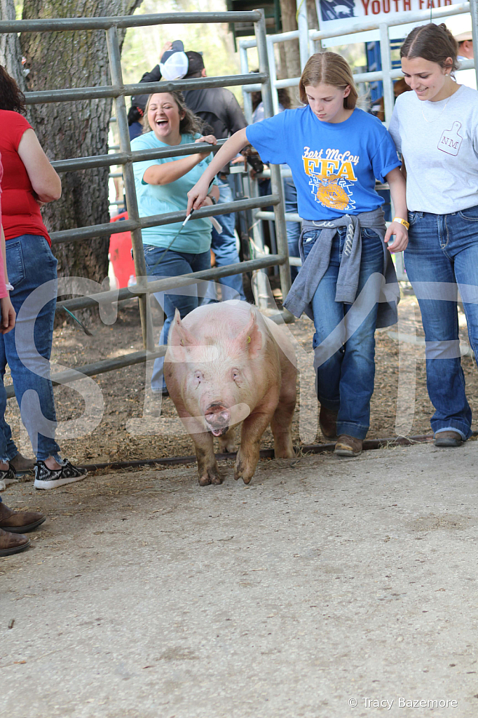 swine9098