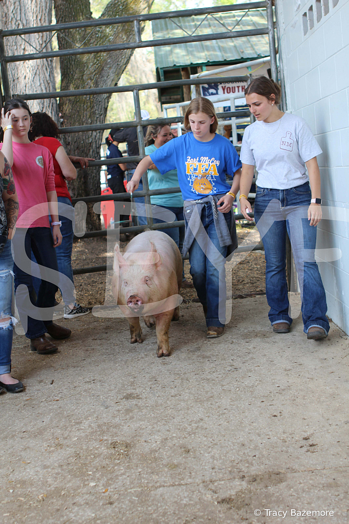 swine9099