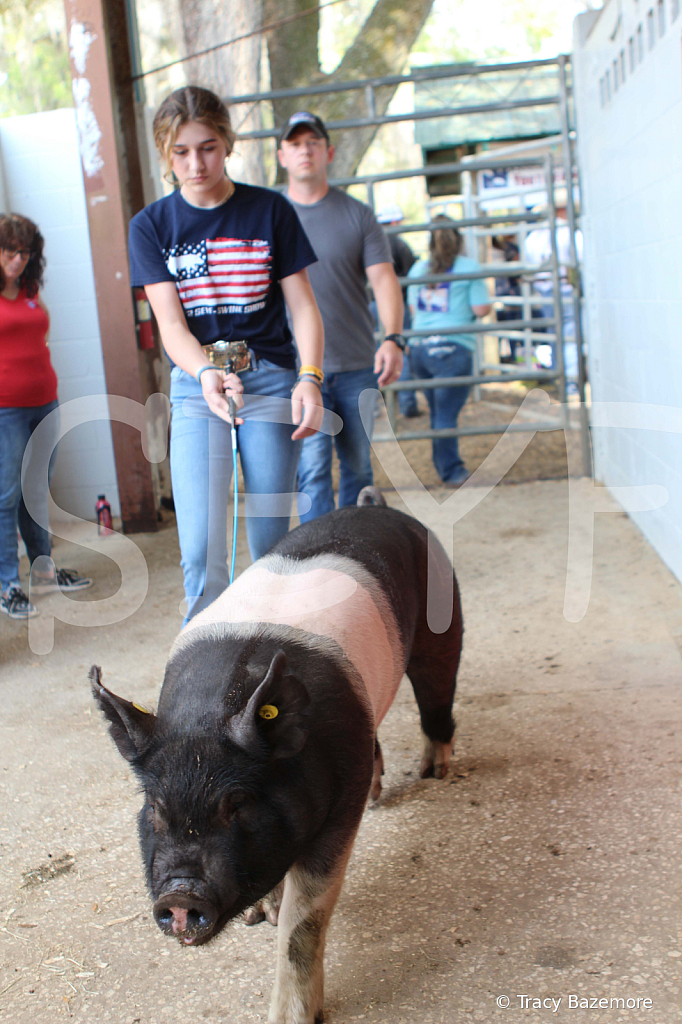 swine9104