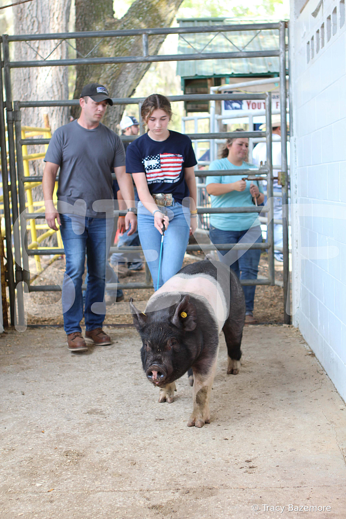 swine9102