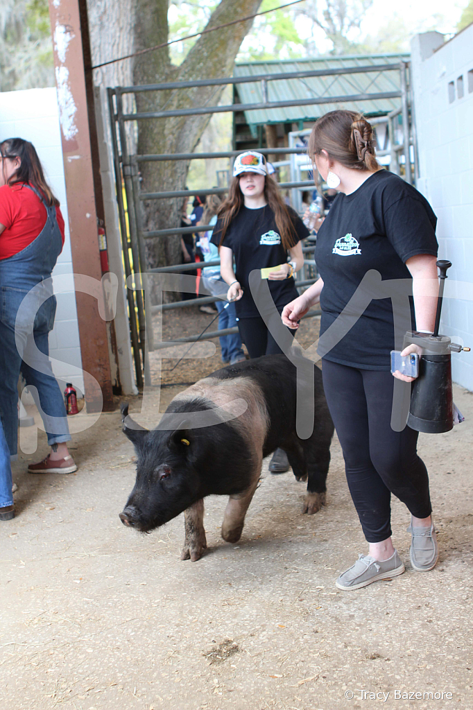swine9109