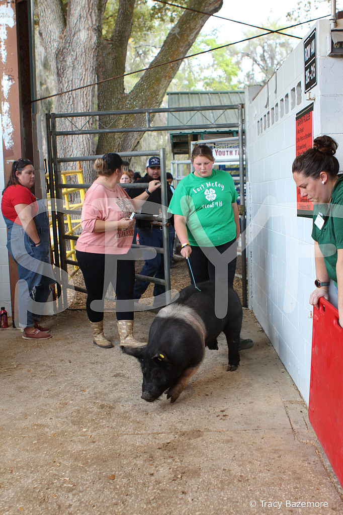 swine9110