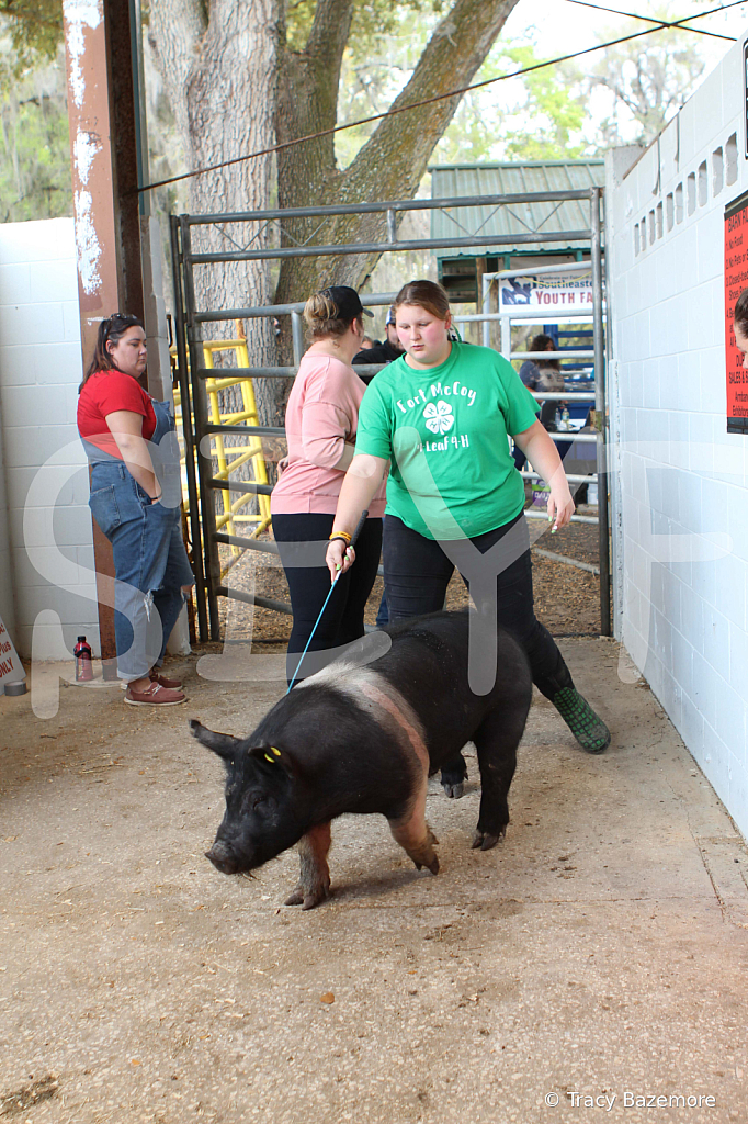 swine9111