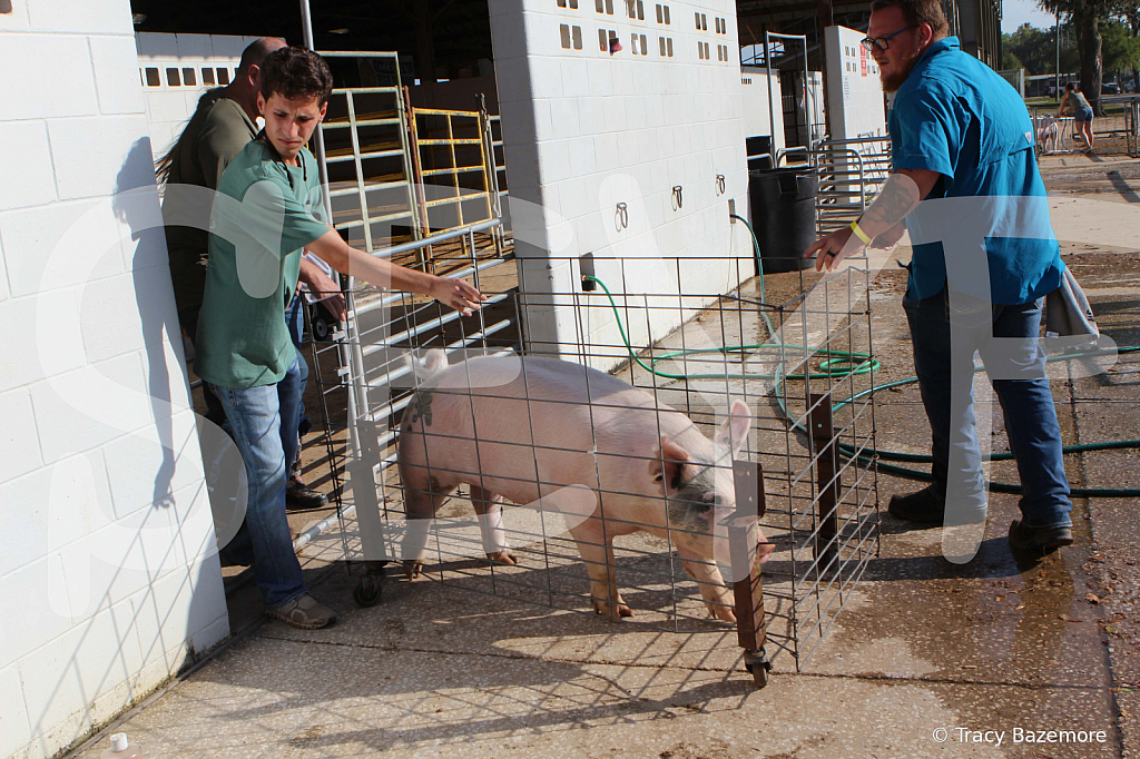 swine9906