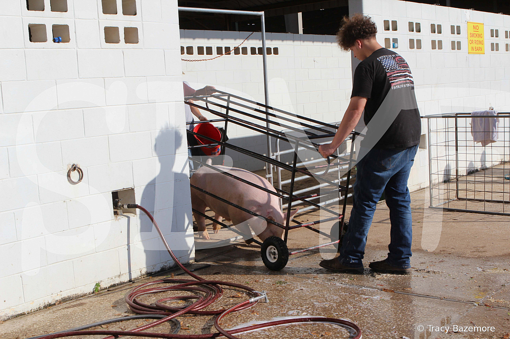 swine9907