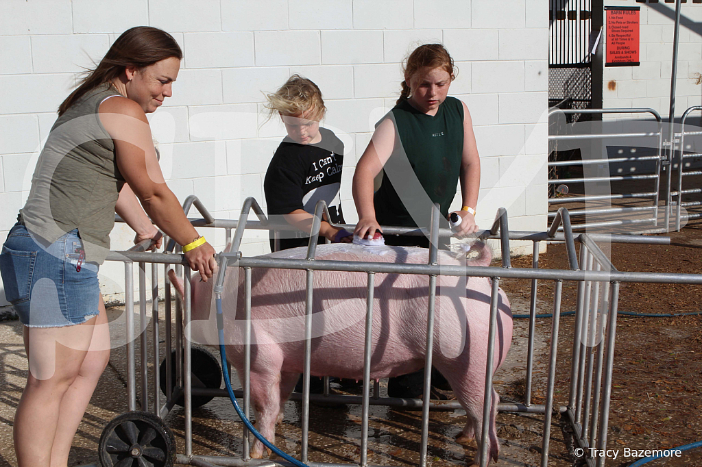 swine9908