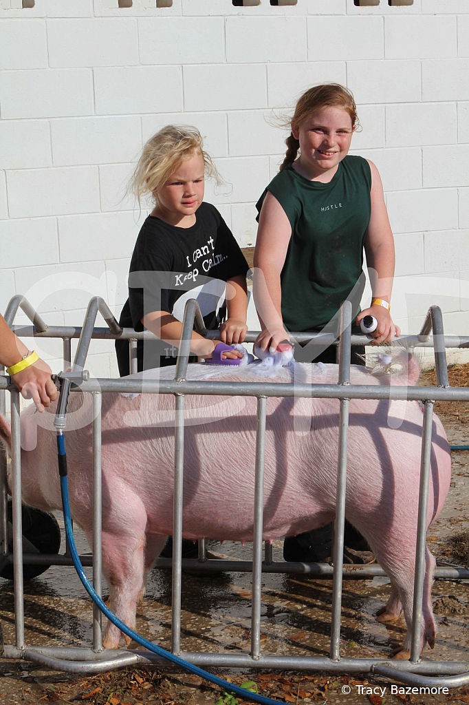 swine9909