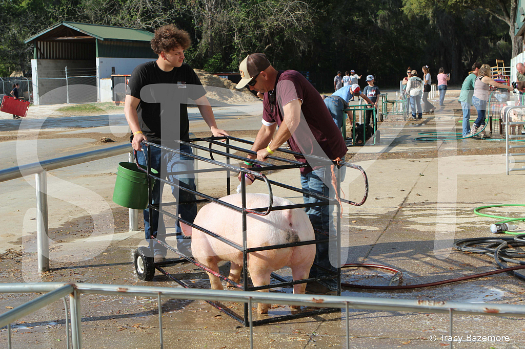 swine9911