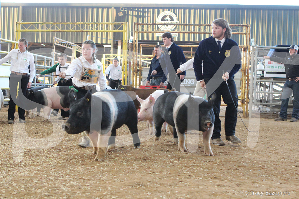 swine0128