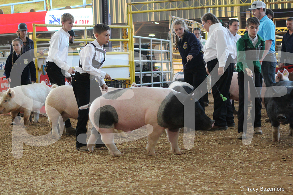 swine0131