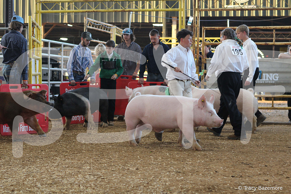 swine0137