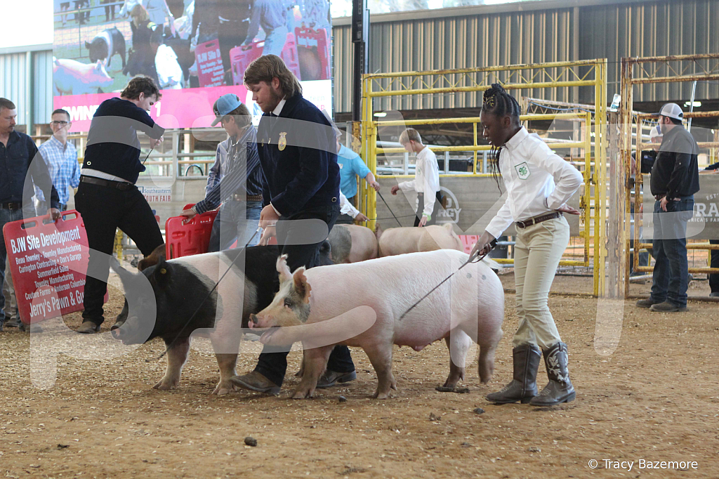 swine0146