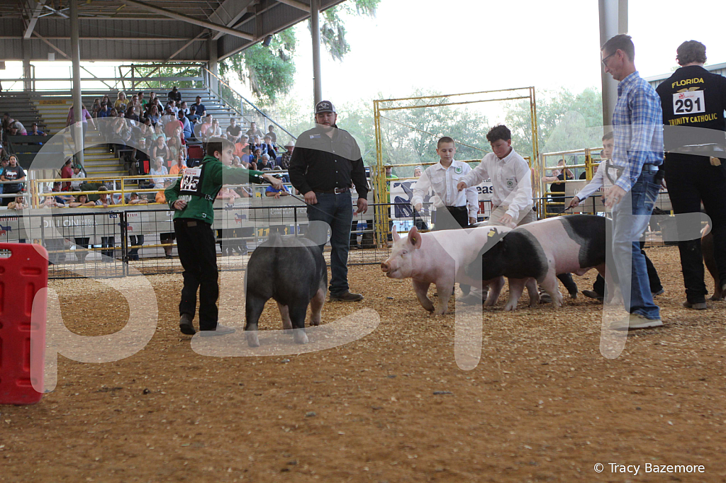 swine0156