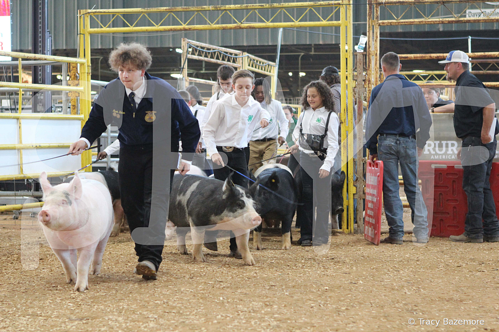 swine0179
