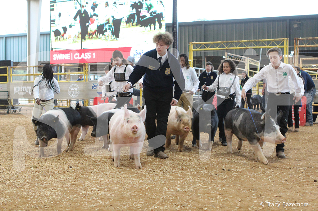 swine0181