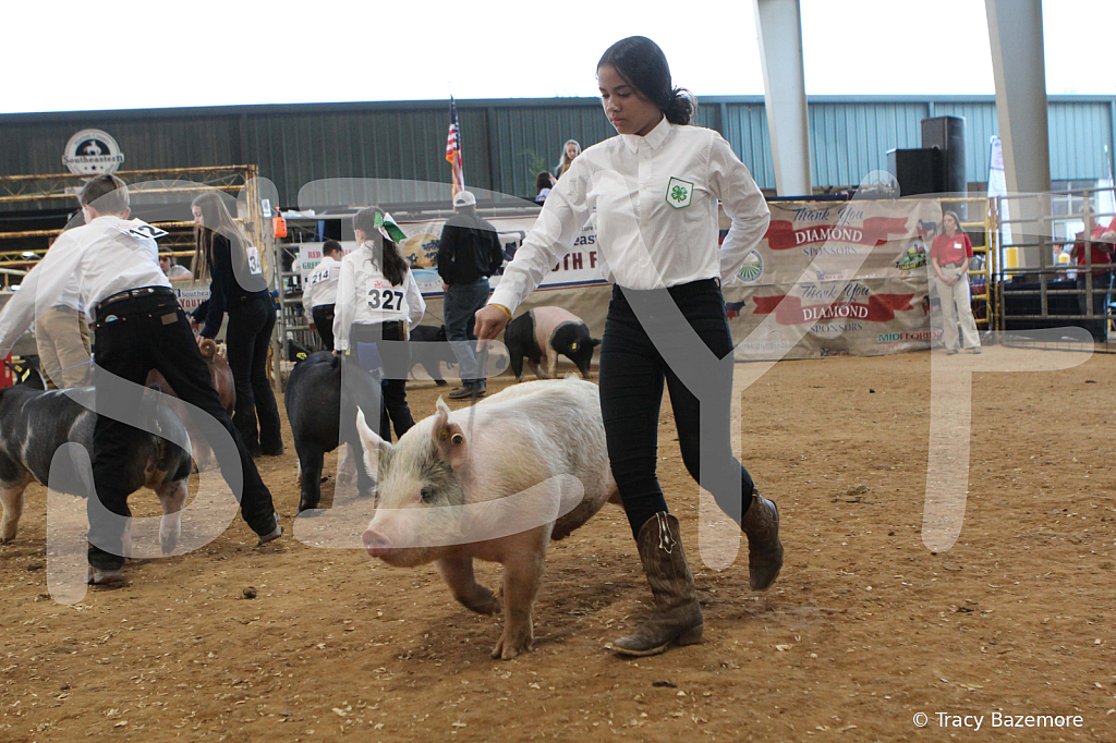 swine0184