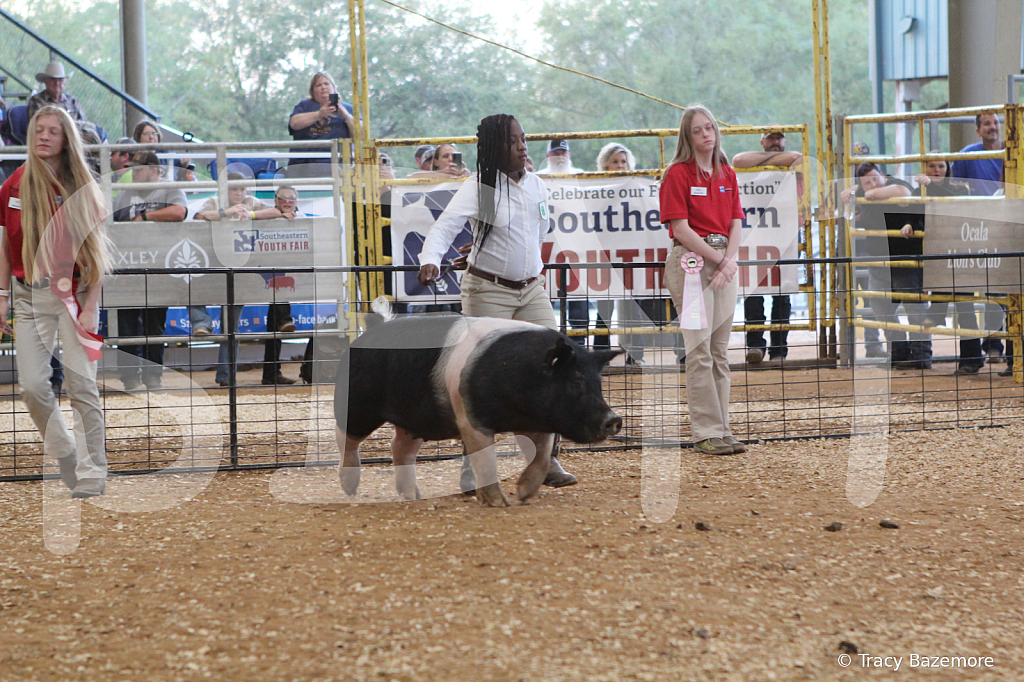 swine0190