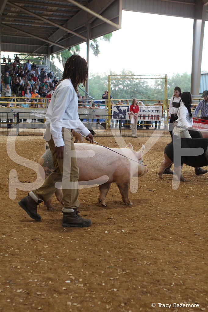 swine0195