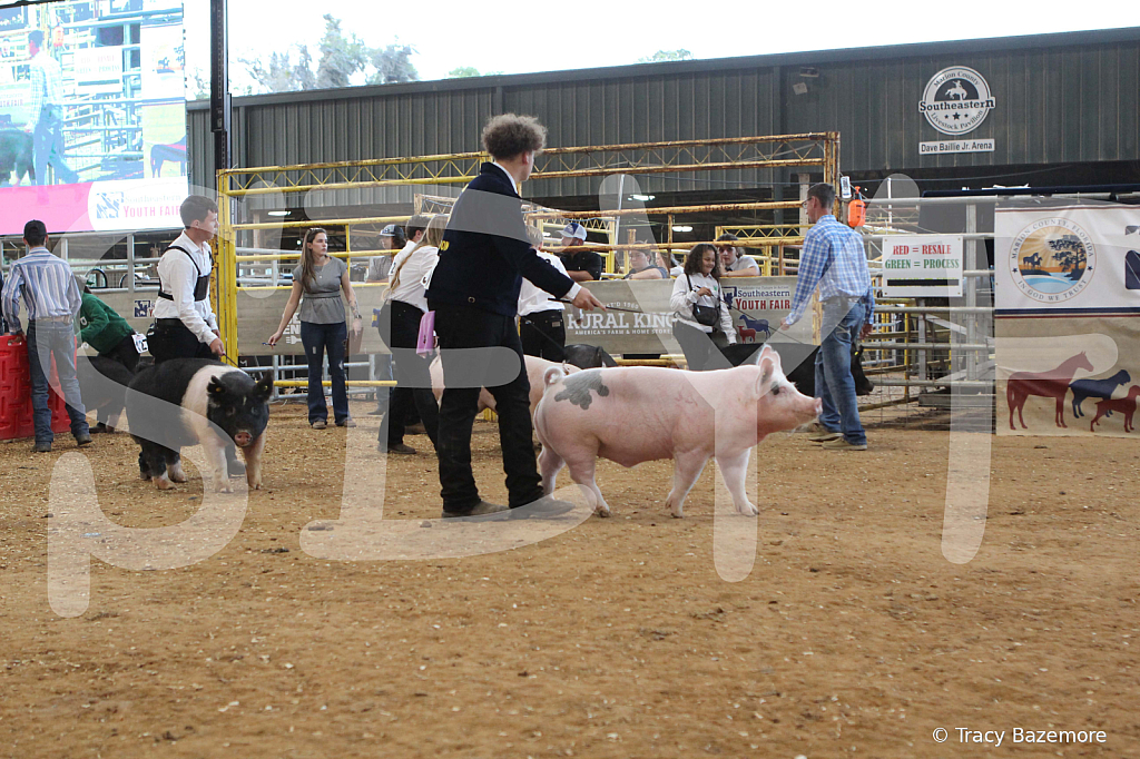 swine0197