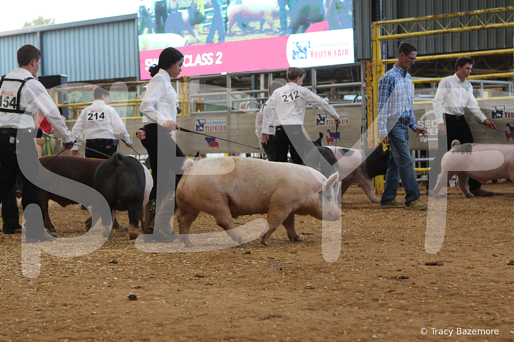 swine0198