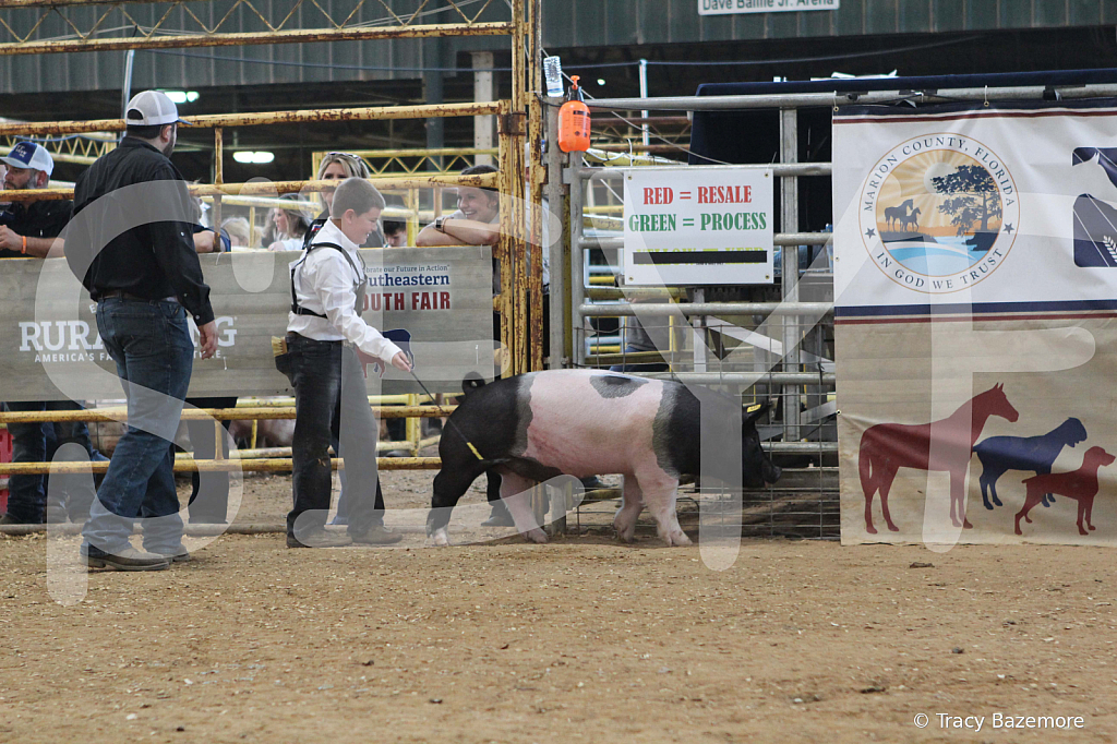 swine0206