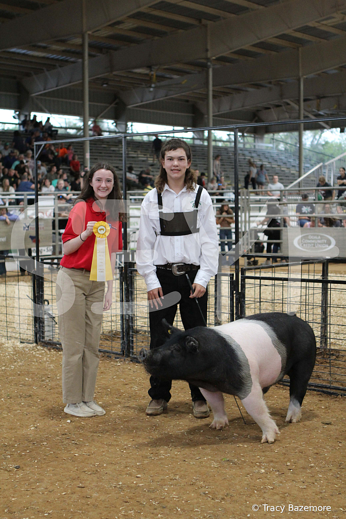 swine0238