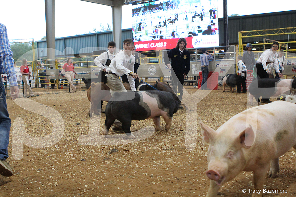 swine0249
