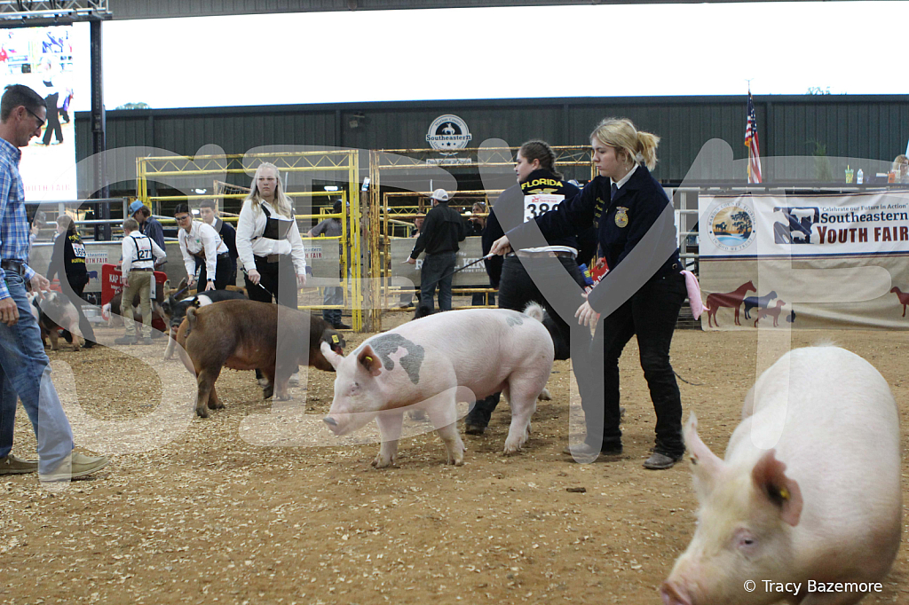 swine0250