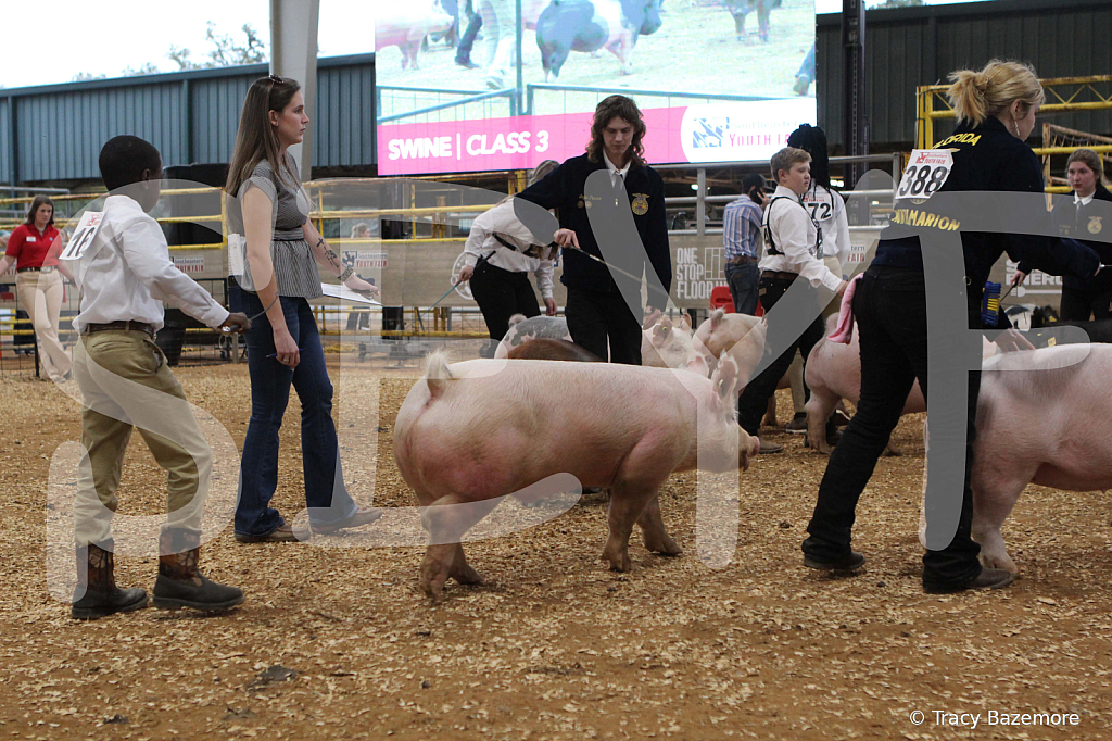 swine0255