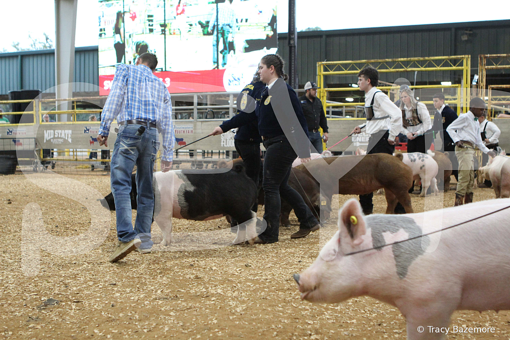 swine0262