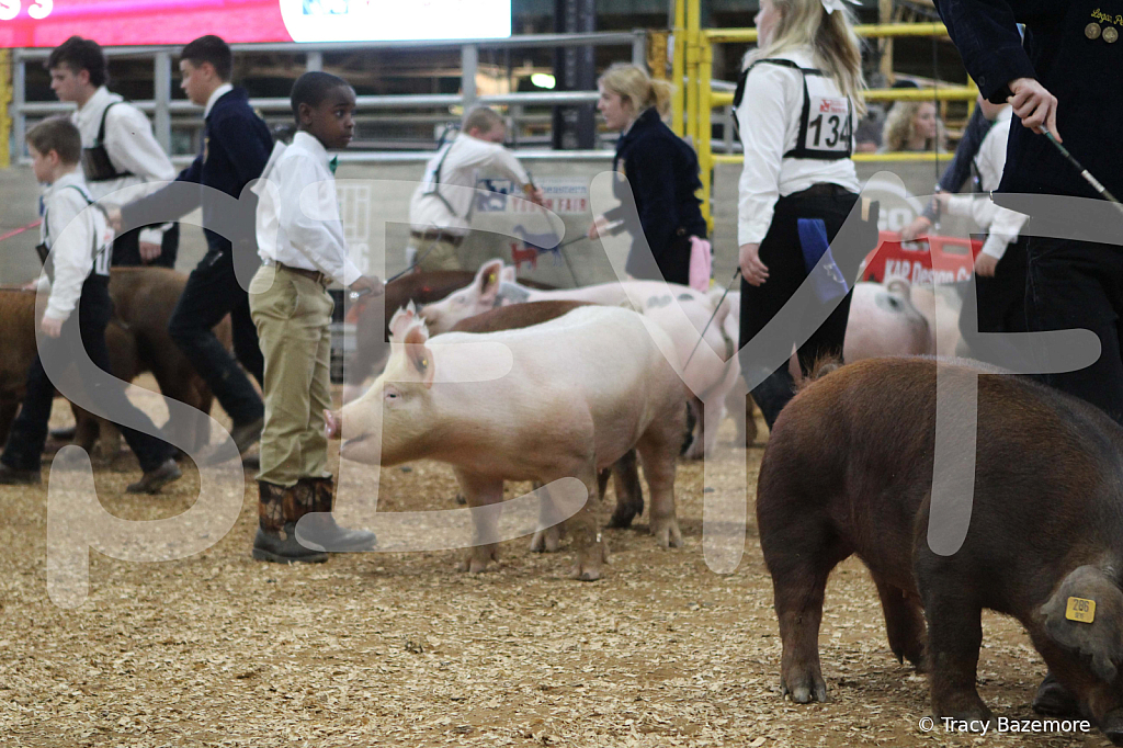 swine0267