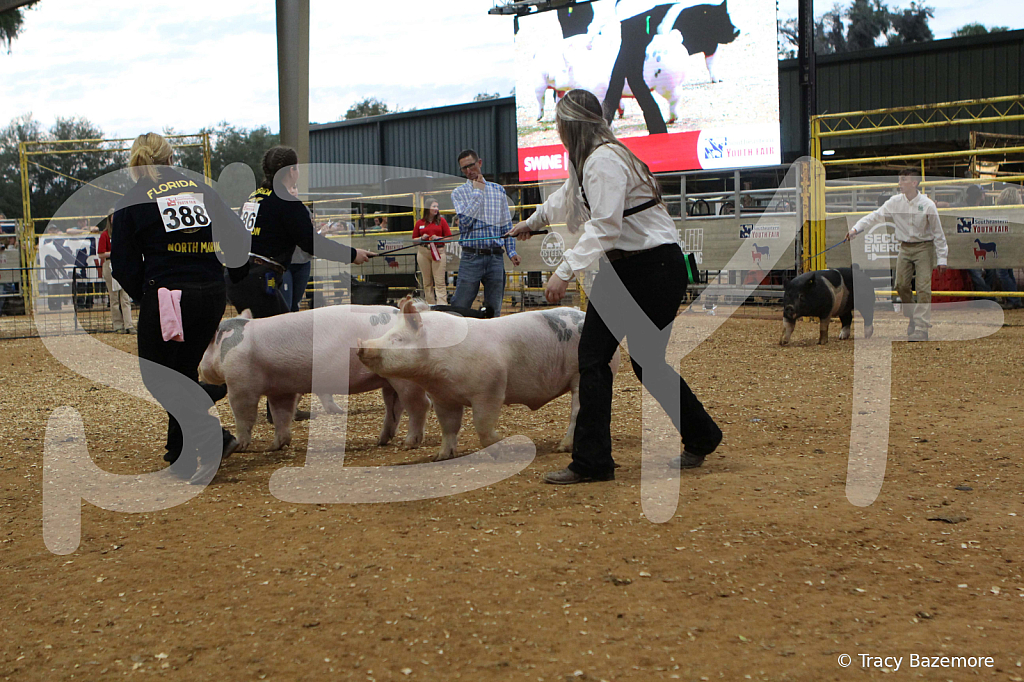 swine0294