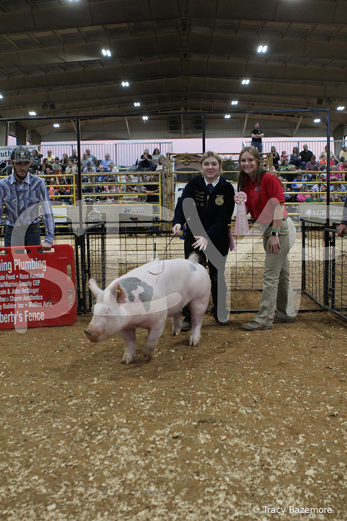 swine0313