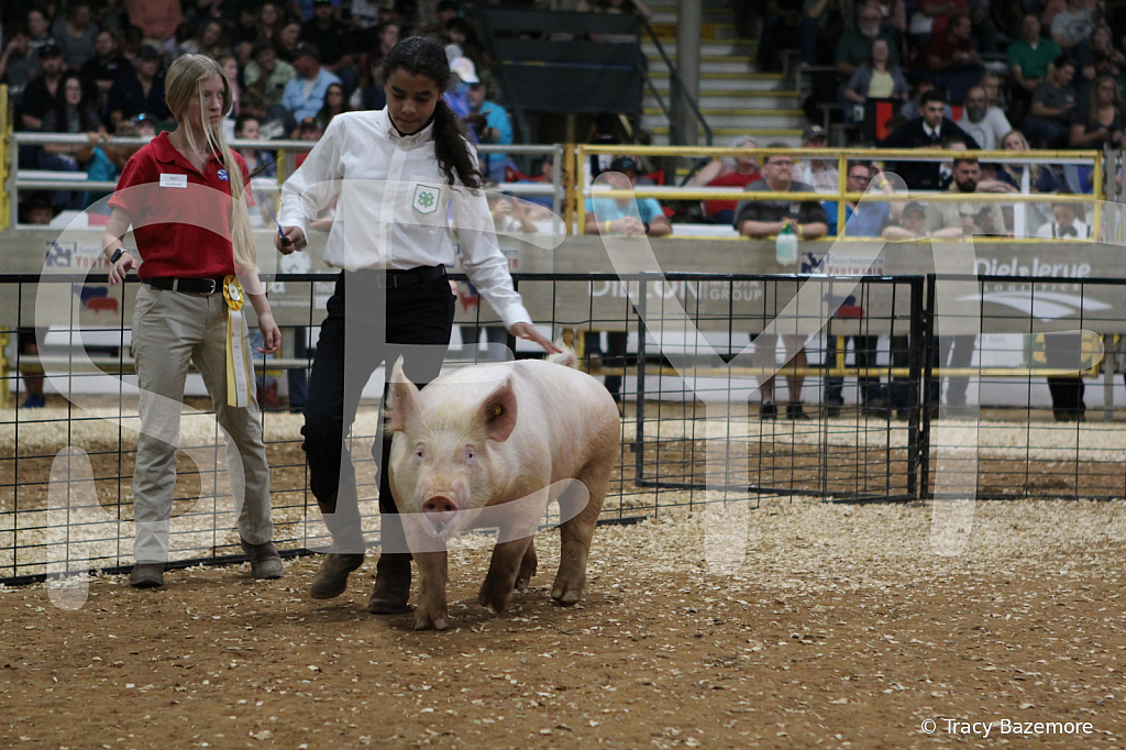 swine0324