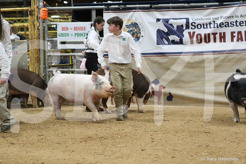 swine0346