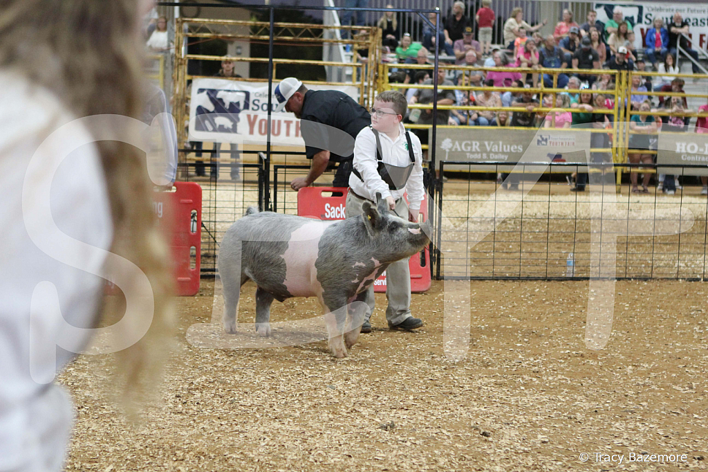 swine0366