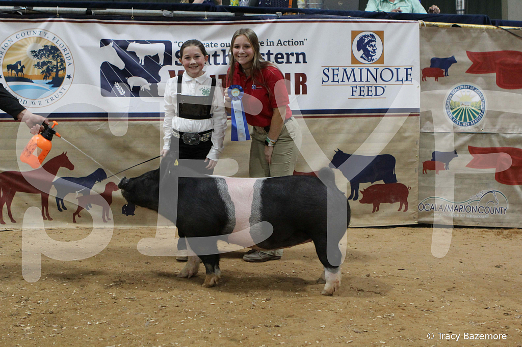 swine0377