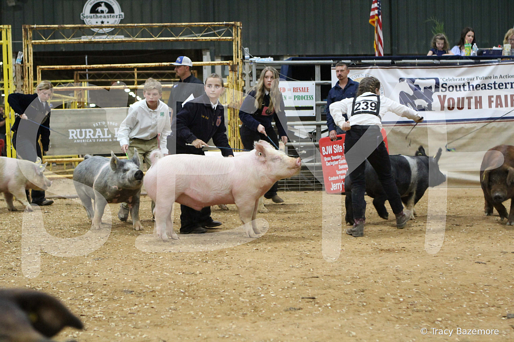swine0397