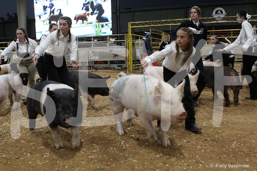 swine0399