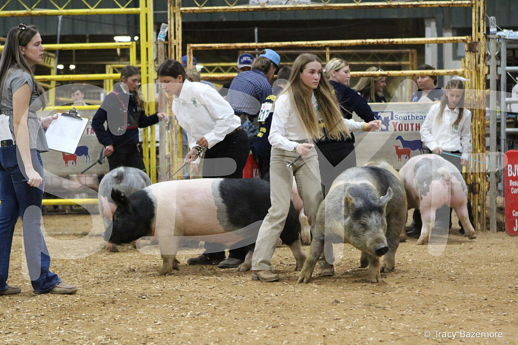 swine0413