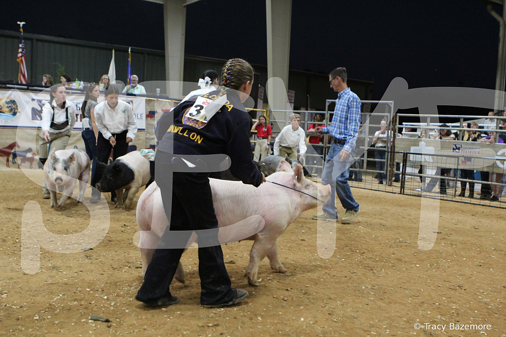 swine0415