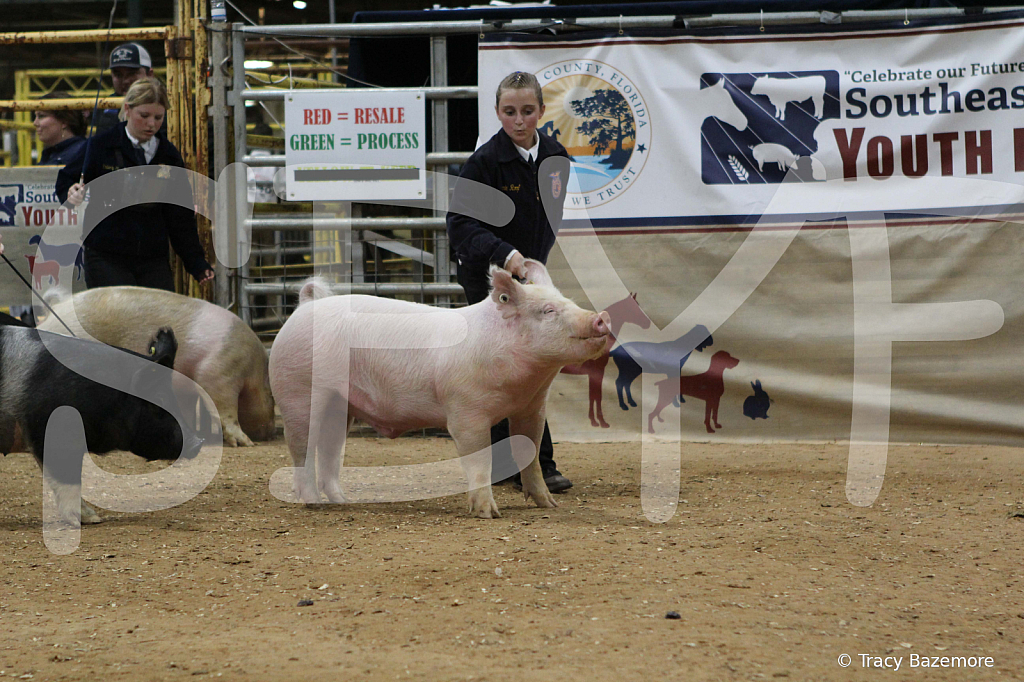 swine0418