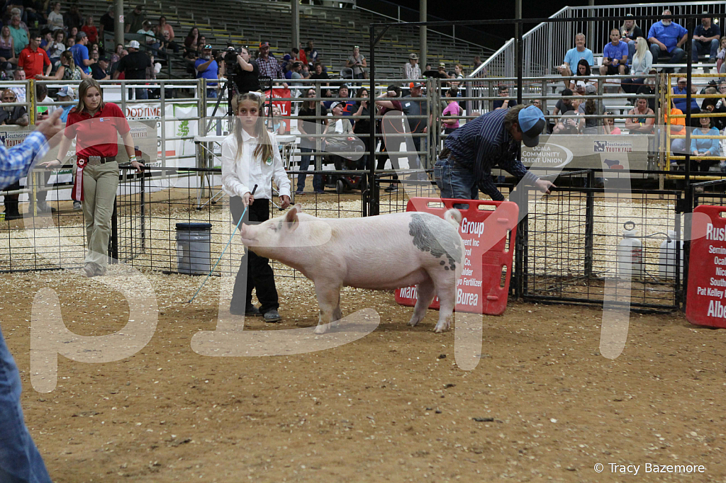 swine0428